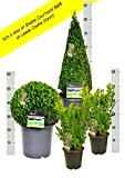 2 Buchsbaum Pflanzen 30-35cm + 1 Buchsbaum Kugel 40cm + 1 Buchsbaum Pyramide 60cm + gratis Dünger. Zertifiziert mit dem ...
