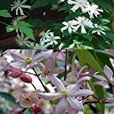 2 Clematis Kletterpflanzen: Clematis Apple Blossom (immergrün) & Clematis Summer Snow - Weiß & Rosa - Immergrün und Winterhart - ...