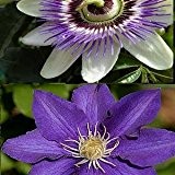 2 Kletterpflanzen: Clematis The President & Passionsblume (1,5 Liter Topfen) - Blau &Winterhart | ClematisOnline Kletterpflanzen & Blumen