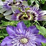 2 Kletterpflanzen: Passionsblume & Clematis Multi Blue (1,5 Liter Topfen) - Balau & Winterhart - ClematisOnline Kletterpflanzen & Blumen