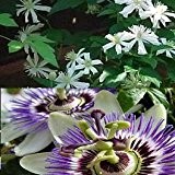 2 Kletterpflanzen: Passionsblume & Clematis Summer Snow (1,5 Liter Topfen) - Blau und Weiß & Winterhart | ClematisOnline Kletterpflanzen & ...