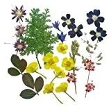 2 Packungen gemischt gepresste Blumen - Verbena , Sternblume , Rittersporn , Wilde Möhren , Blattwerk