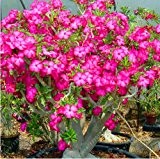 2 PC / bag Desert Rose Samen adenium obesum Samen Bonsai Blumensamen Doppel Petals Topfpflanze für Hausgarten 100% echtem Samen