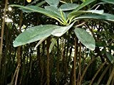 2 Rote Mangroven (Rhizophora mangle) Samen/Keimlinge ***Mangrovenbäume sind super seltene Zimmer/Aquariumpflanzen***