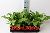 2 Stück Asplenium nidus 30cm+/- Nestfarn, Streifenfarn Zimmerpflanze