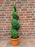 2 Stück (!) Buchsbaum Spirale, Höhe: 100-110 cm, Bonsai, Buxus Formschnitt !