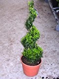 2 x Buchsbaum Spirale, Höhe: 90-100 cm, Bonsai, Buxus Formschnitt !