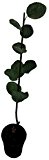 2 x Felsenbirne Pflanze SET - Ballerina - Smoky - Spitzenzüchtungen veredelte Pflanzen mit großen und süßen Früchten 60 cm