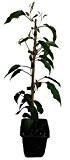 2 x Minikiwi Pflanzen - Ananasnaya - weibliche und männliche Pflanze Actinidia arguta Kiwai winterharte Kiwi