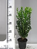 20 Buchsbaum Pflanzen im Topf, Buxus sempervirens, Höhe: ca. 30 cm