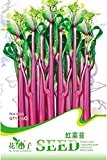 20 Einheiten Spinatsamen, Gemüsesamen höhlen Rapssamen leicht grüne Gemüse anzubauen