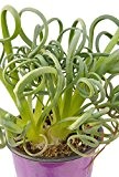 20 frische Samen der Albuca Spiralis - Frizzle Dizzle - hochwertiges Saatgut der spektakulären Zimmerpflanze -