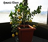 20 Partikel / Bag Dwarf Lemon Tree Samen --- Naturparfum Indoor, DIY Hausgarten Bonsai, Fragrant