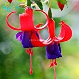 20 PC / Beutel Abutilon Striatum Samen Diy Topfpflanzen Heim Innen / Außen Mini Bonsai Seed für Garten Balkon Verschönern ...