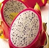 20 RARE Dragon Fruit Seeds Hylocereus Pitaya Samen Früchte Undatus Seed Hot SH