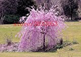 20 Sakura Samen Brunnen Kirschbaum Weinen Samen, japanische Bonsai-Baumsamen für DIY Hausgarten Zwergenbaum
