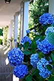 20 Samen / bag Hortensie Samen, China Hortensien, Bonsai Hydrangeablume, 11 Farben Blumensamen, Natürliches Wachstum für Hausgarten