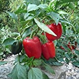 20 Samen Gemüsepaprika Paprika rot groß - ertragreich, sehr robuste Sorte