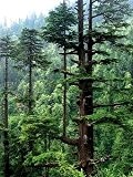 20 Samen -Himalaya-Zeder -Cedrus deodara- -Winterhart- **Bis zu 35 Meter hoch**
