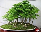 20 Samen Juniper Bonsai Baum für Büro zu Hause für mehr Sauerstoff Kleines Gewächs