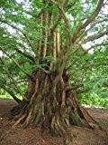 20 Samen Metasequoia glyptostroboides, Urweltmammutbaum