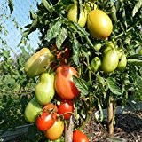 20 Samen Roma Tomate - resistente Buschtomate, aromatisch, süß