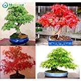 20 Seed Japanischer Ahorn Bonsai-Baum Red Maple Herrliche Farbe 100% reale sät DIY Hausgarten