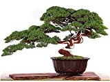 20 seeds /bag , Juniper Bonsai Tree Seeds Potted Flowers Office Bonsai Purify The Air Absorb Harmful Gases