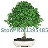 20 seltene Ahornbaumsamen Qualität blutrot Maple Tree Seeds Bonsai Heim & Garten Samen für Blumentopf Pflanzer