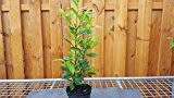 20 St. Kirschlorbeer Prunus laurocerasus "Novita " T.B. 20-30 cm