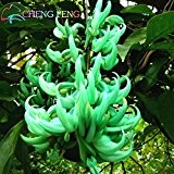 20 Stück Endangered Jade Blumensamen Rebe Strongylodon Macrobotrys blaues Licht Wisteria Blumen-Baum-Samen für Garten Pflanzen Topf