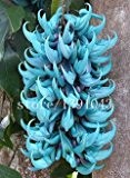20 Stück Gefährdete Jadewein Blumensamen seltene blaue Blumen Bonsai Glyzinie Blumensamen für zu Hause Gartenpflanzer Hof vergossen
