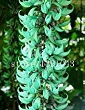 20 Stück Gefährdete Jadewein Blumensamen seltene blaue Blumen Bonsai Glyzinie Blumensamen für zu Hause Gartenpflanzer Hof vergossen