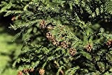 20 Stück Samen japanische Sicheltanne Cryptomeria japonica Baumsamen Bonsai geeignet