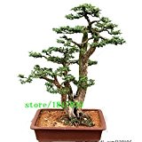 20 Wacholder Bonsai-Baum-Samen Topfblumen Büro Bonsai reinigen die Luft absorbieren schädliche Gase Cypress Samen