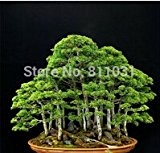 20 Wacholder Bonsai-Baum Topfblumen Büro Bonsai die Luft absorbieren schädliche Gase reinigen