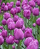 20 x Beautiful Tulip 'Negrita' bulbs