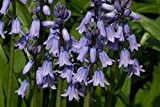 20 x Blue Spanish Hyacinth bulbs