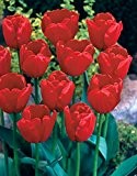 20 x Dazzling Tulip 'Apeldoorn' bulbs