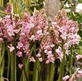 20 x Pink Scilla campanulata bulbs (Wood Hyacinth)