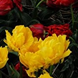 20 x Tulip 'Eskilstuna' bulbs (Double-flowered)