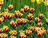 20 x Tulip 'Gavota' bulbs (plant at home)