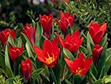 20 x Tulip 'Scarlet Baby' bulbs