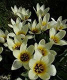 20 x Wonderful Tulip 'Concerto' bulbs (plant at home)