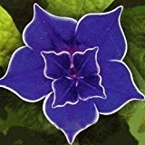 200 Petunia Blumensamen - Japanische Blau-Petunie (Ipomoea Nil Blue- Seeds) Dunkelblau mit einem violetten Stern und einem weißen Rand