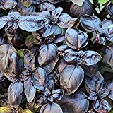 200 Samen Basilikum Red Shiraz - ausgeprägte, violette Farbe