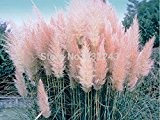 200 Stück Pampas-Gras-Samen Terrasse und Garten Topf Zierpflanzen Neue Blumen (Rosa, Gelb, Weiß Lila) Cortaderia Grasses *