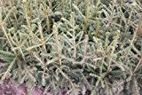 200 Stück Picea abies - (Rotfichte - Gemeine Fichte)- Wurzelware 40-70 cm
