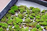 200pcs Moos Samen, Sagina Subulata Samen, Bonsai Moos dekorative Grassamen, Topfpflanze für DIY Hausgarten