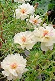 2015 heiße Verkaufs-Bonsai Blumensamen Sonnenblumensamen Portulakröschen Portulak 200 Pfingstrose Spargel